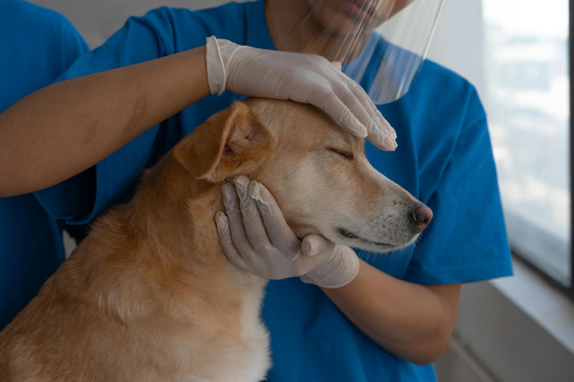 Vet Prices in Newark